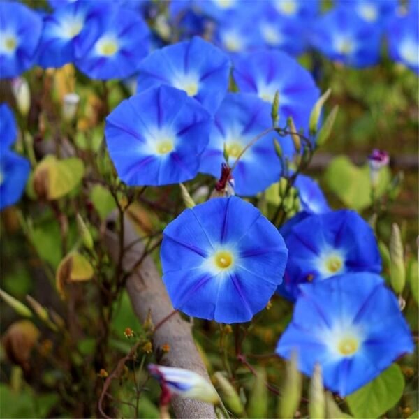 Petunia - Image 4