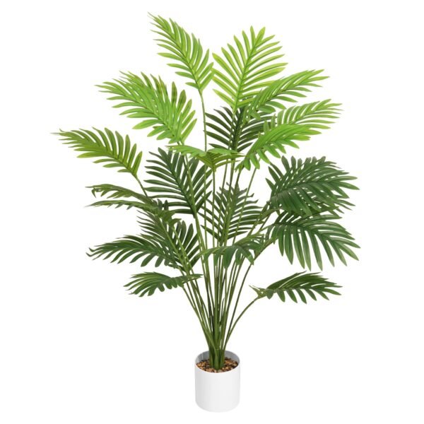 Dracaena deremensis