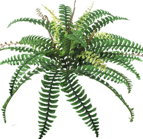 Fern Leaves - Image 4