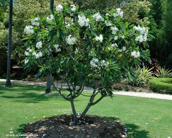 Plumeria - Image 3