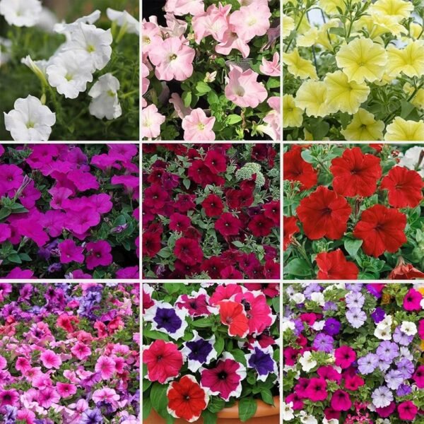 Petunia - Image 5