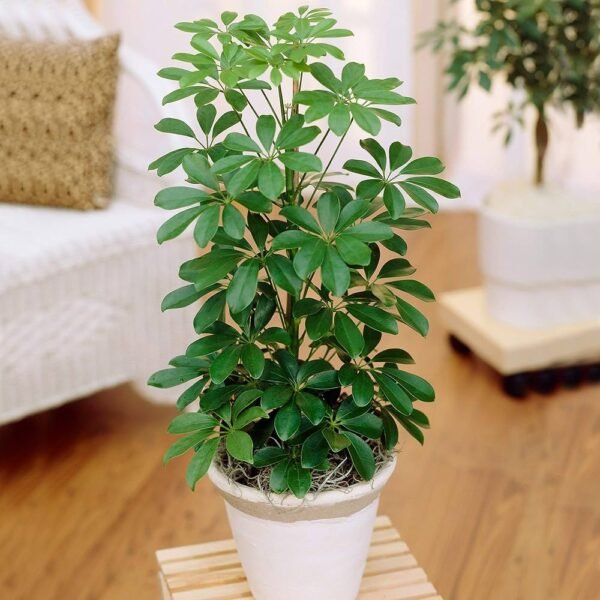 Dracaena deremensis - Image 9