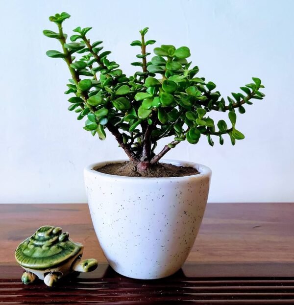 Jade plant - Image 7