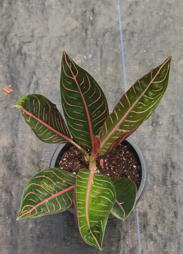 aglaonema Sumatra - Image 4