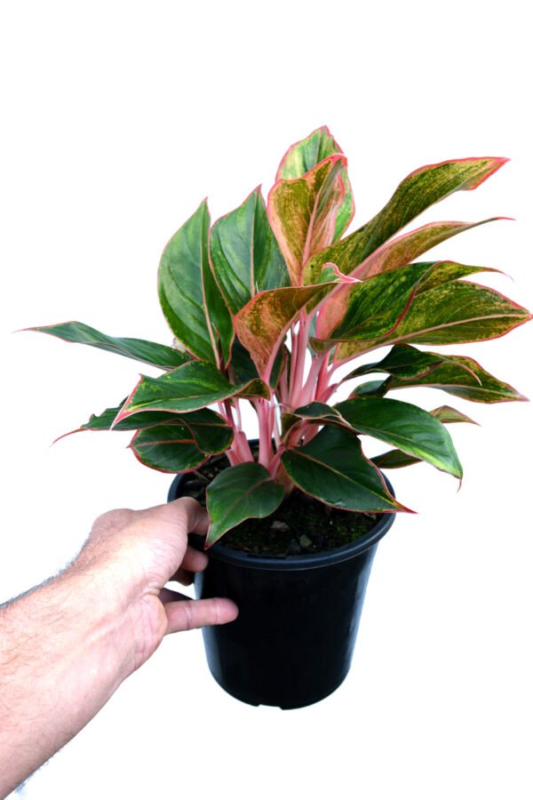 aglaonema Sumatra - Image 2