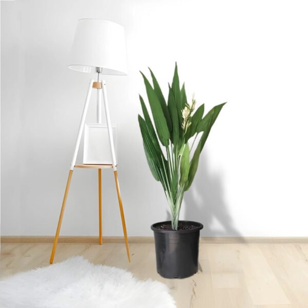 Aspidistra - Image 3