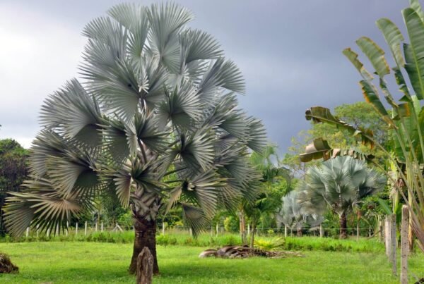 Silver palm plants - Image 4