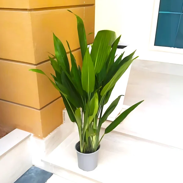 Aspidistra - Image 5