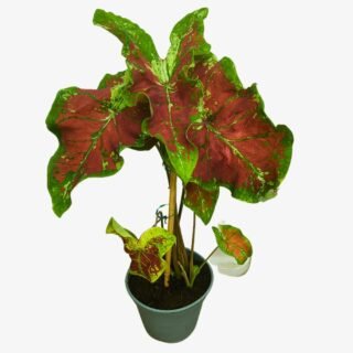 Caladiums