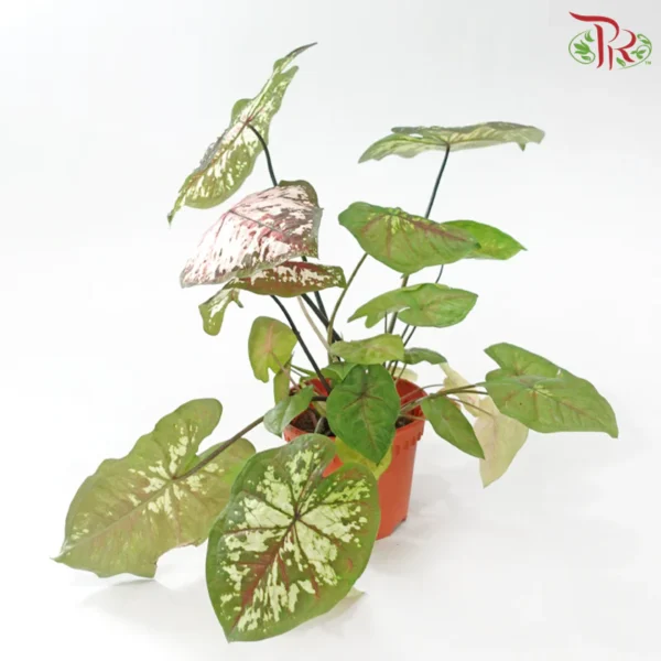 Caladiums - Image 4
