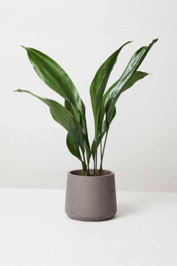 Aspidistra - Image 2