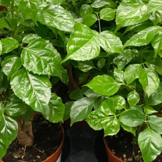 China Doll Plant  Disease