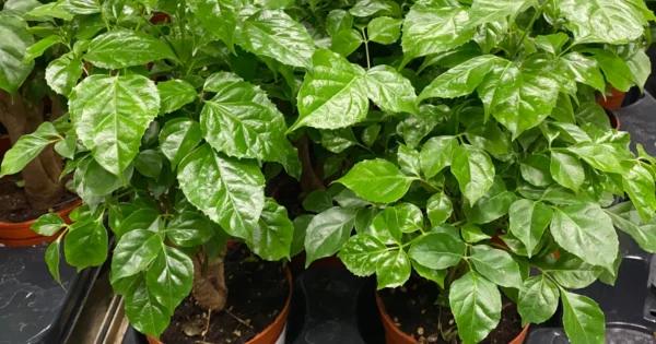 China Doll Plant  Disease