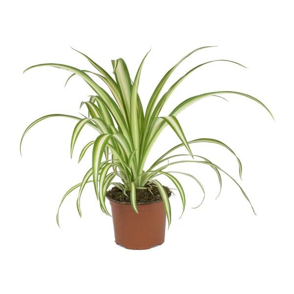 Chlorapytum - Image 6