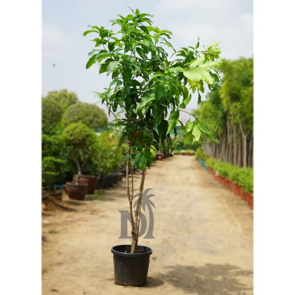 Millingtonia trees - Image 2