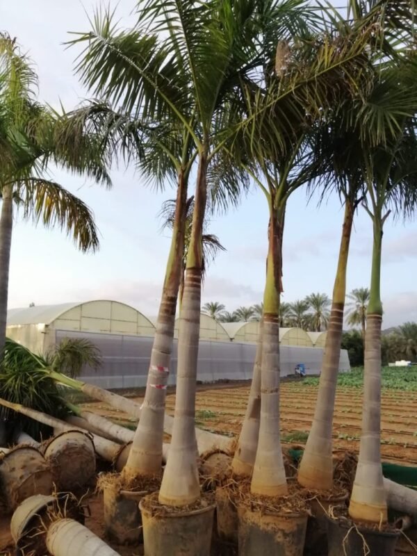 Royal palm trees - Image 4