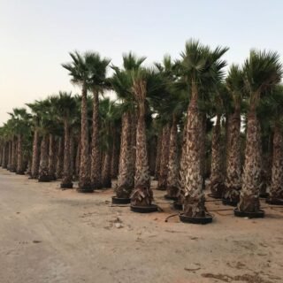 Royal palm trees