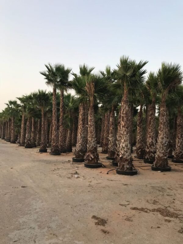 Royal palm trees
