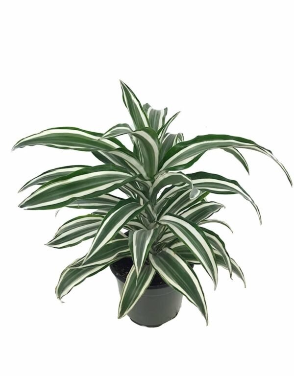 Dracaena deremensis - Image 8