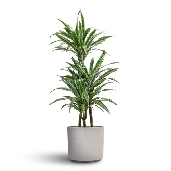 Dracaena deremensis - Image 5