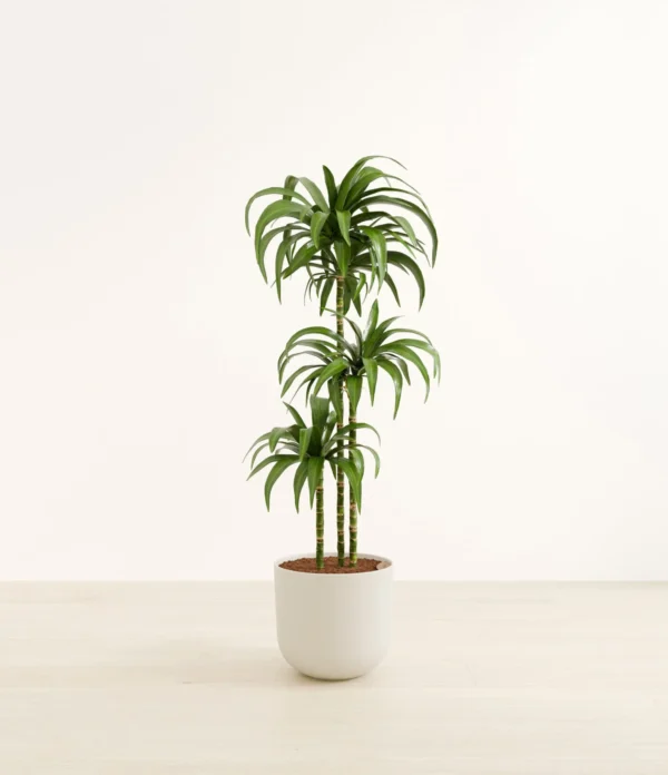 Janet Craig  plant - Image 6