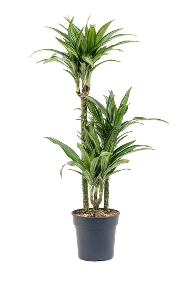 Dracaena deremensis - Image 3