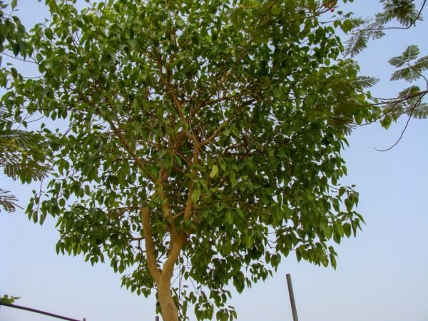 Ficus - Image 4