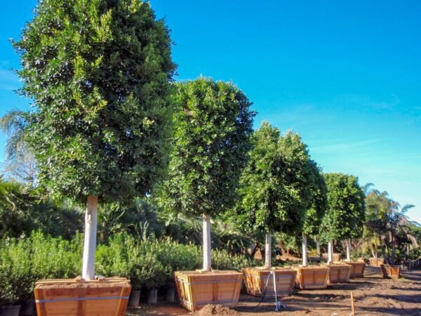 Ficus nittida