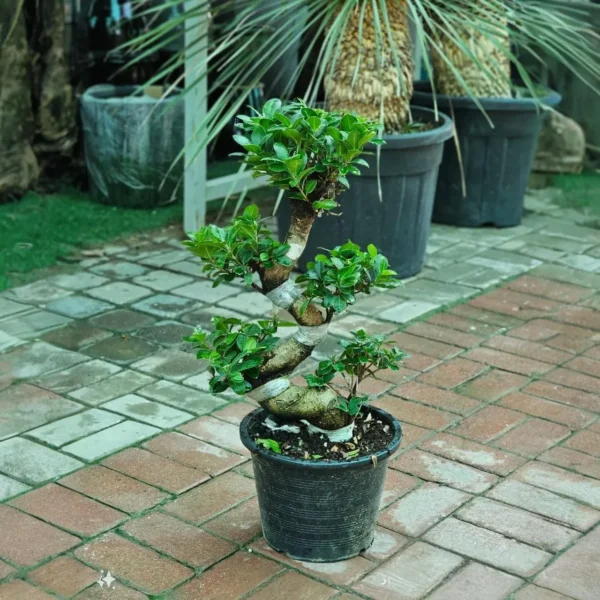 Jetropha (70-90cm ) - Image 5