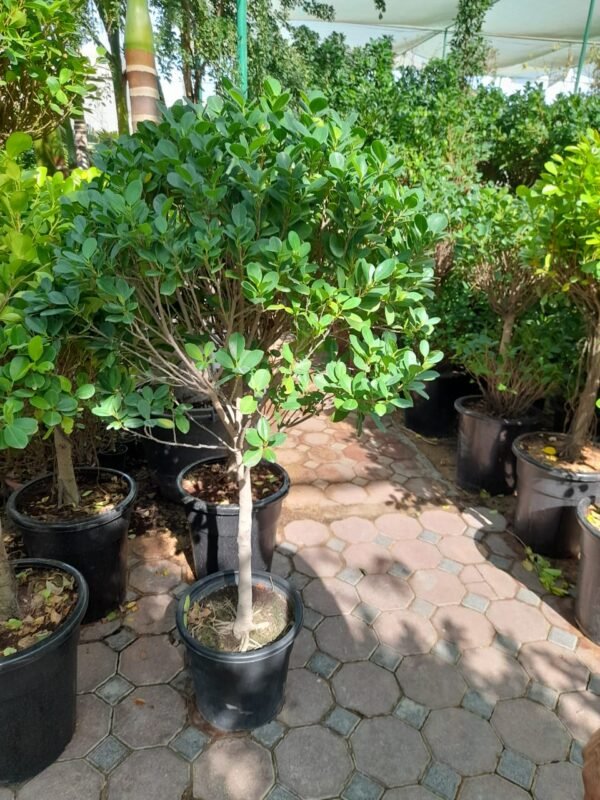 Ficus Panda-single Head - Image 6