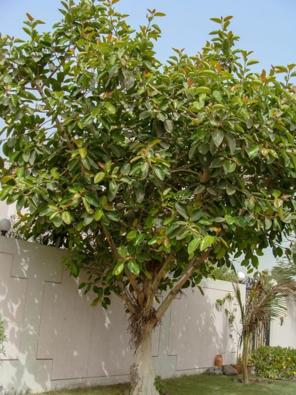 Ficus - Image 3