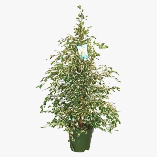 Twisted Ficus plant - Image 7