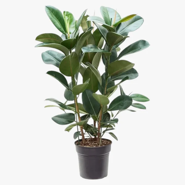 Ficus Robusta - Image 3