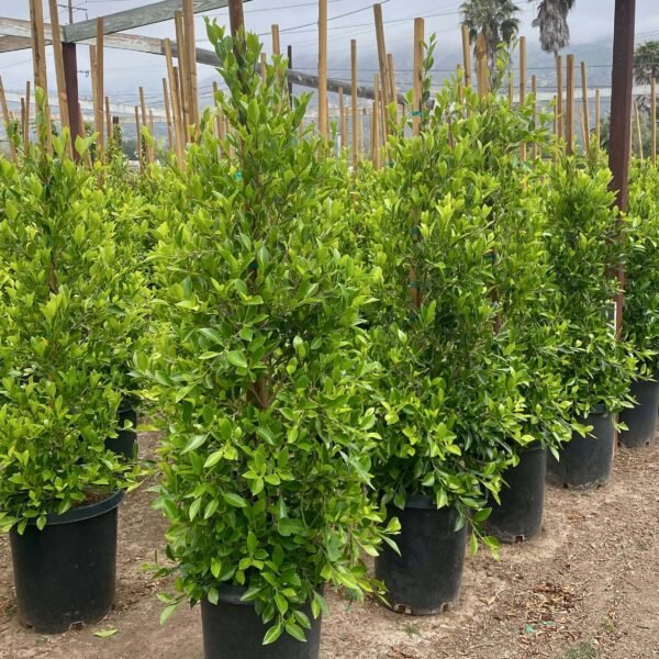 Ficus nittida - Image 6