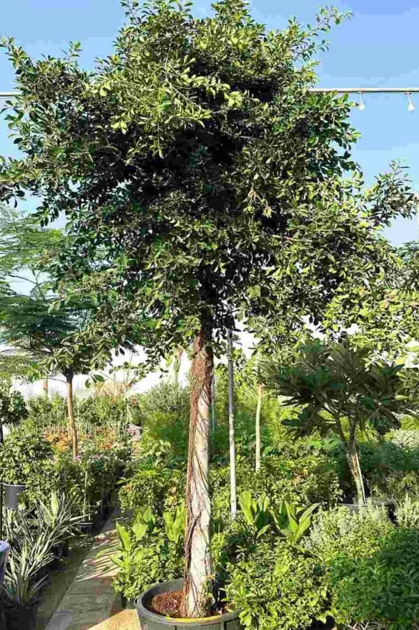 Ficus - Image 3