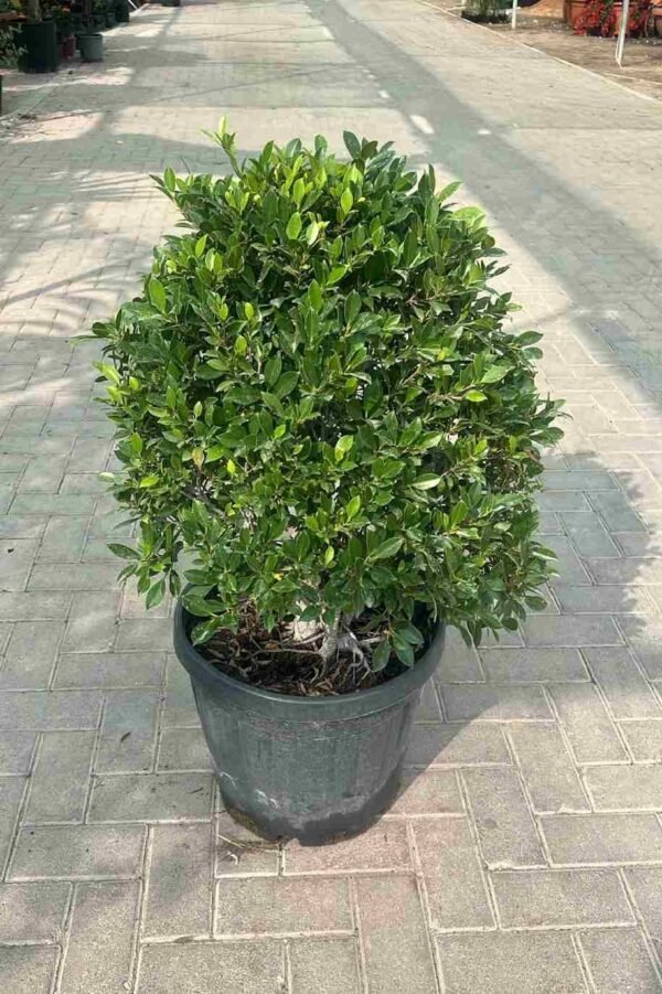 Ficus nittida - Image 7