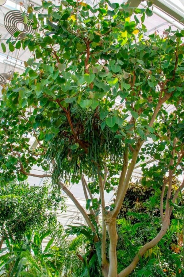 Ficus - Image 2
