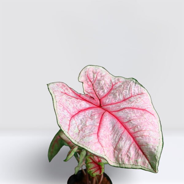 Caladiums - Image 6
