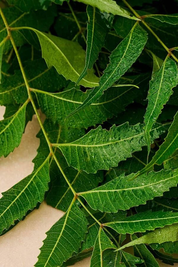 Neem Trees - Image 5