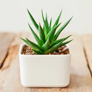 Haworthia