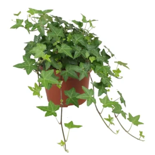 Hedera hilex