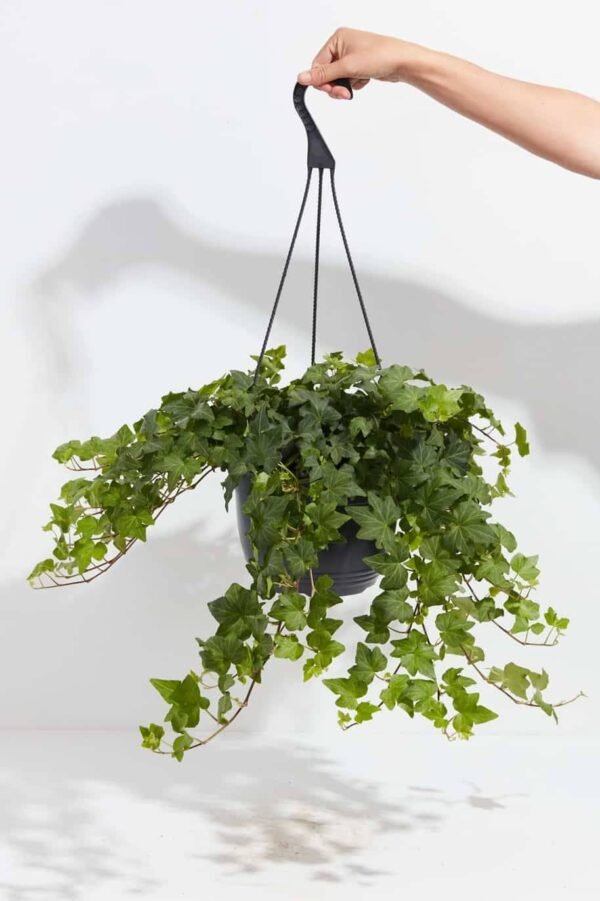 Hedera hilex - Image 5