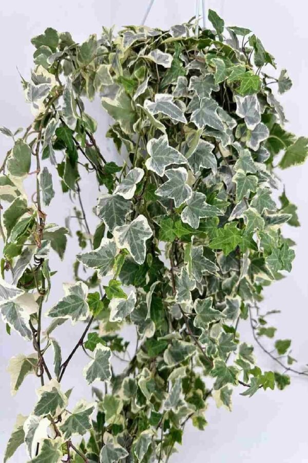Hedera hilex - Image 4