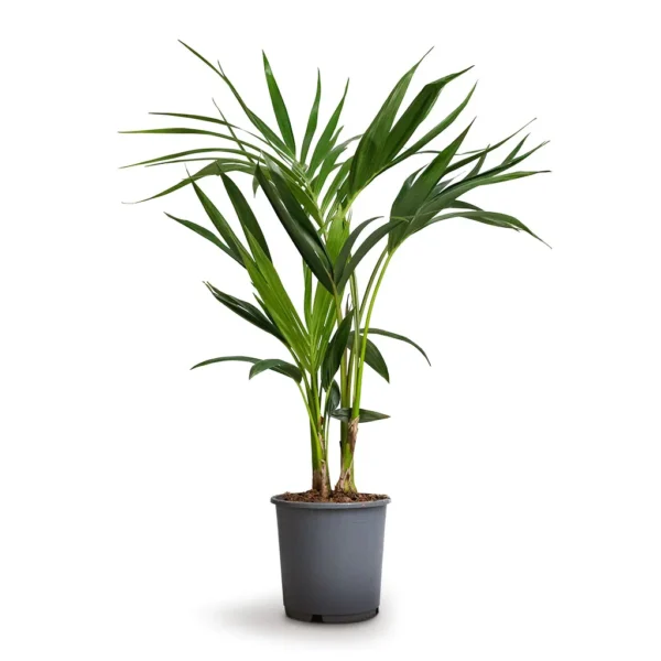 howea forsteriana (1.5CM H) - Image 6