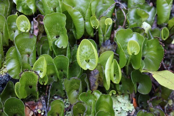 Nephro plant