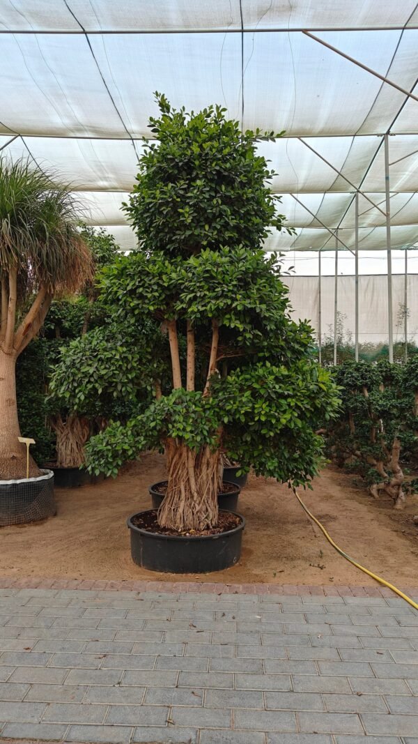 Ficus nittida - Image 3