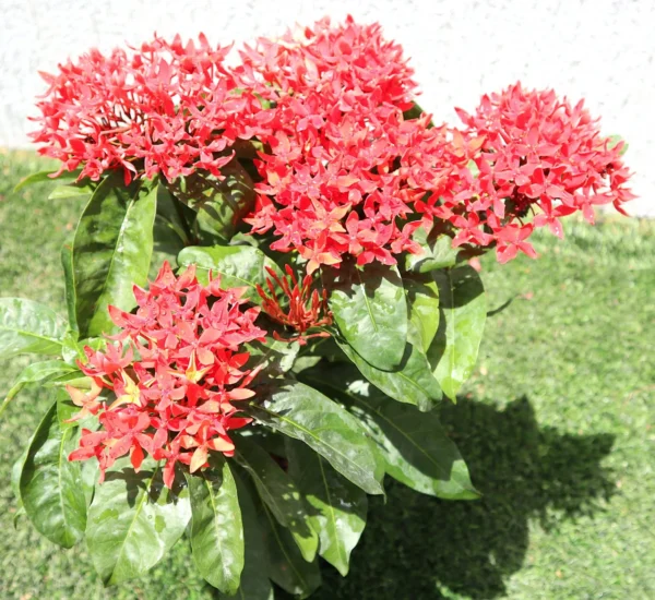 Live medium Ixora - Image 3
