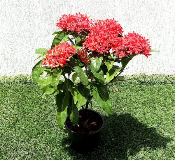Xora Coccinea - Image 4