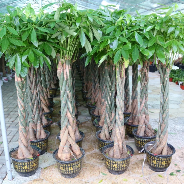 Damas Plant - Image 6
