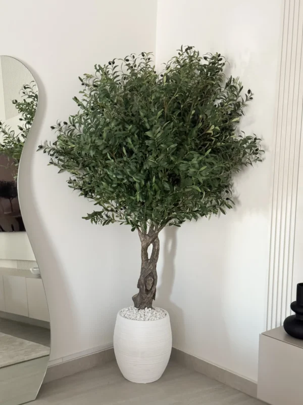 Kentia Plants (1.5cm Hight) - Image 3
